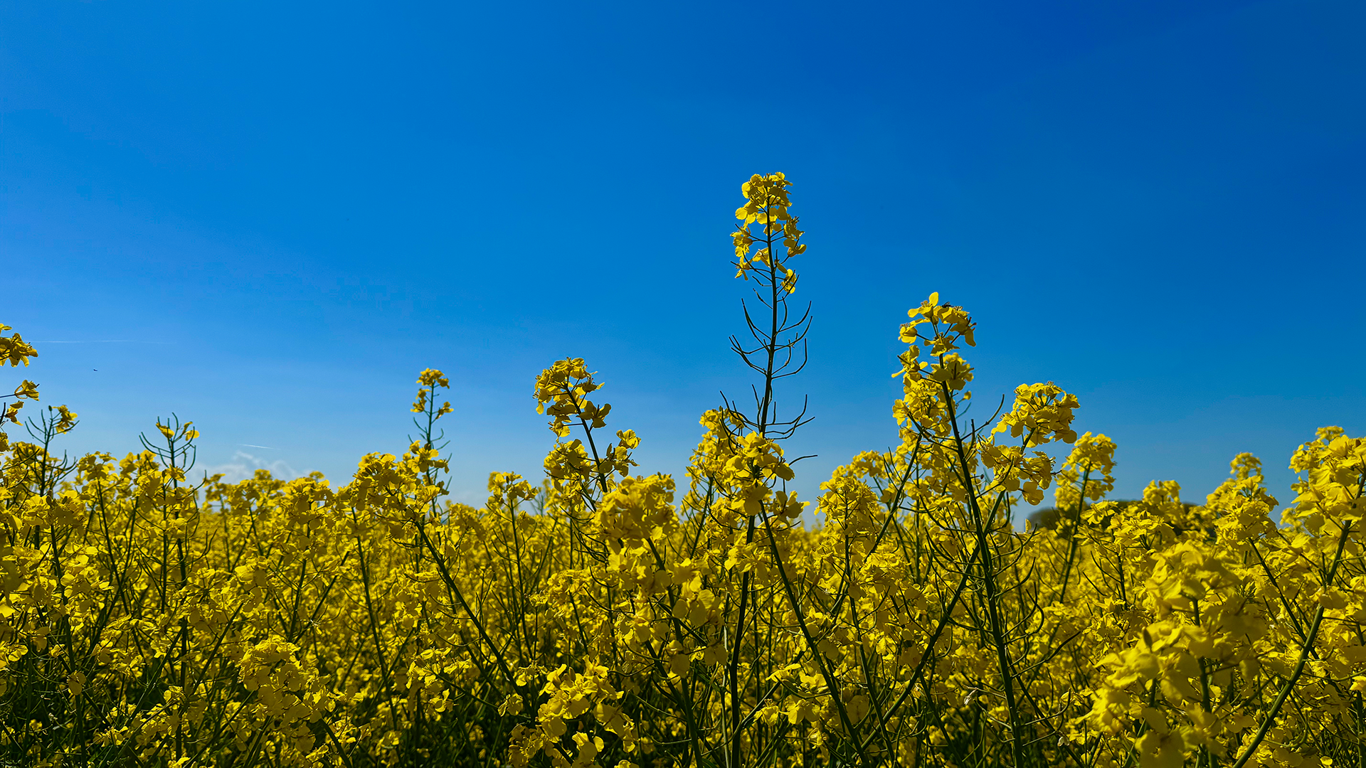 Golden Whispers Beneath the Sky
