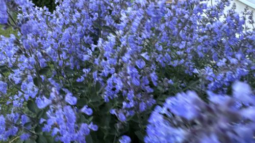 Catnip-1