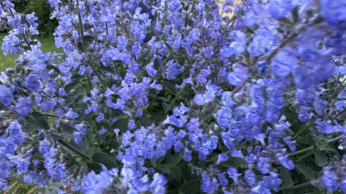 Catnip-10