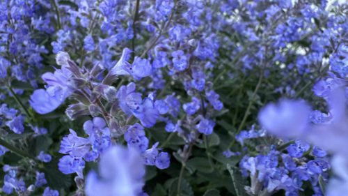 Catnip-13