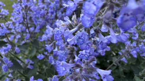 Catnip-14