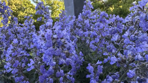 Catnip-15