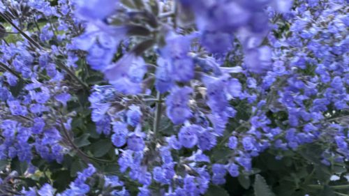 Catnip-16