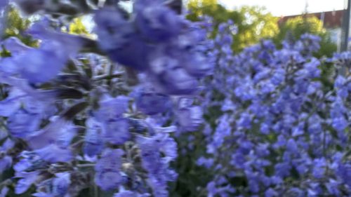 Catnip-18