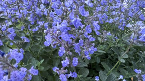 Catnip-19