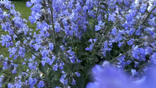 Catnip-2