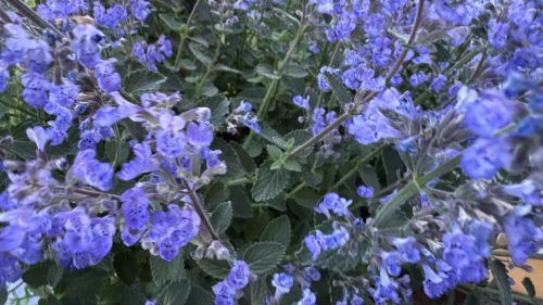 Catnip-20