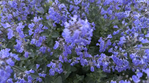 Catnip-22