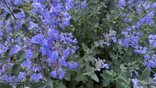 Catnip-23