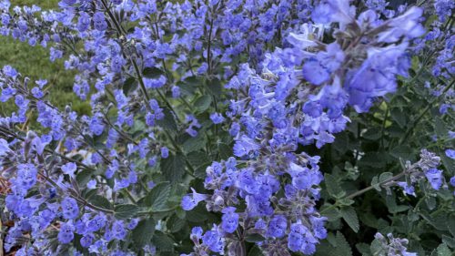 Catnip-24