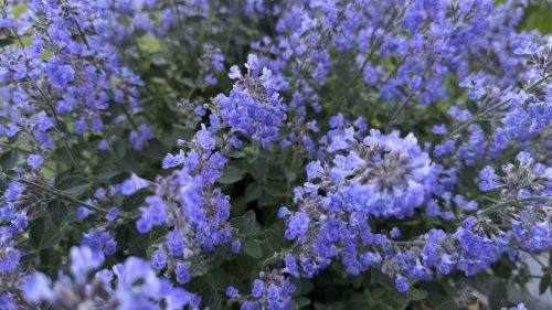 Catnip-25