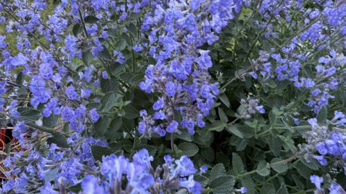 Catnip-26