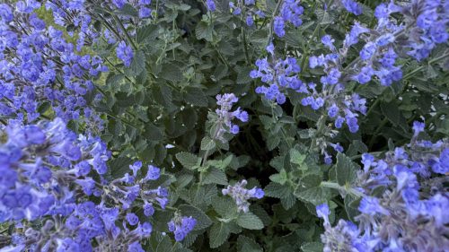Catnip-27