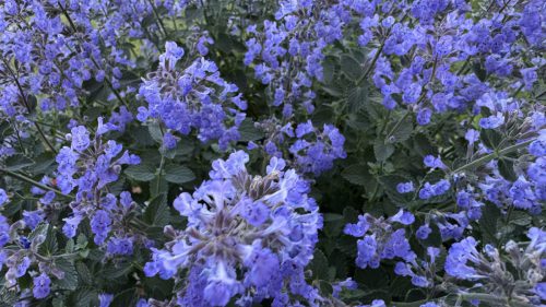 Catnip-28