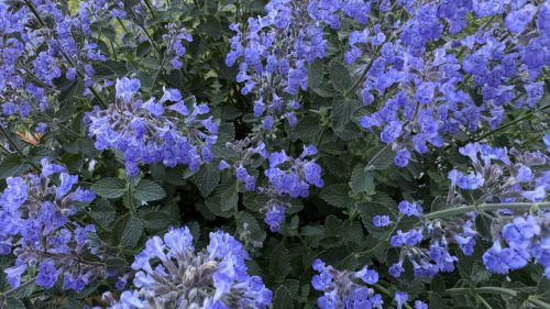 Catnip-29