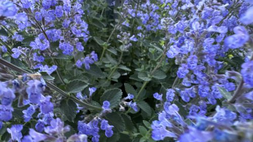 Catnip-3