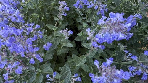 Catnip-30