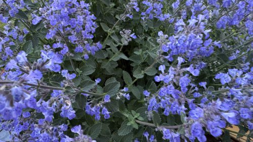 Catnip-31