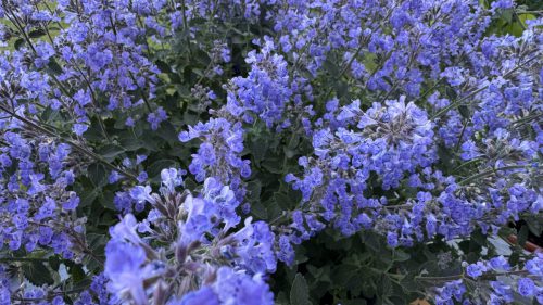 Catnip-34