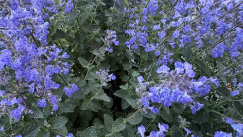 Catnip-35