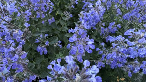 Catnip-36