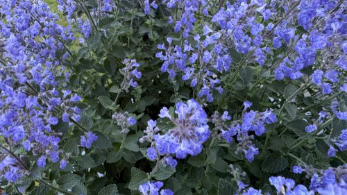 Catnip-37