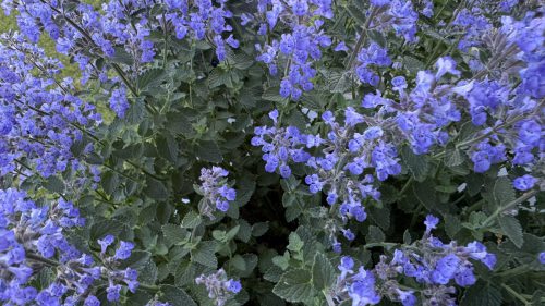 Catnip-38