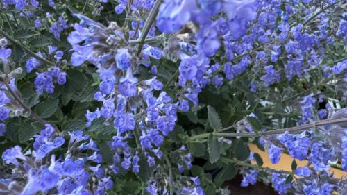 Catnip-4