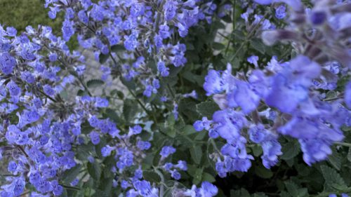 Catnip-40