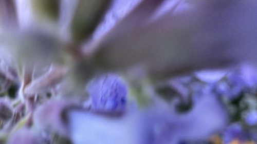 Catnip-41