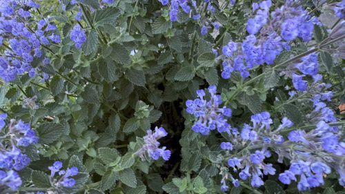 Catnip-42