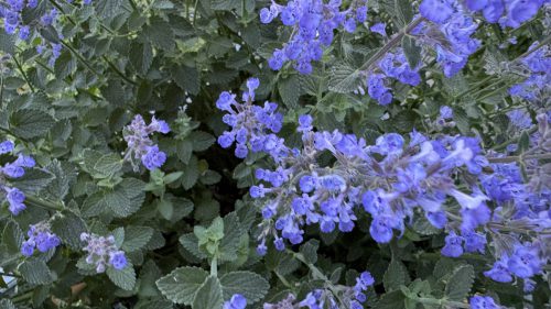 Catnip-43