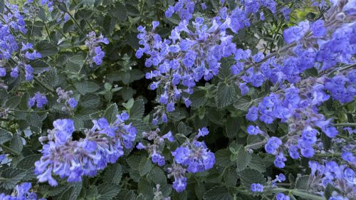 Catnip-44