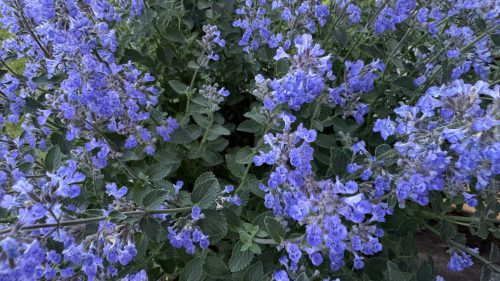 Catnip-45
