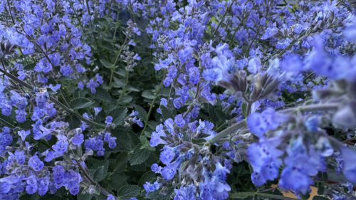 Catnip-46