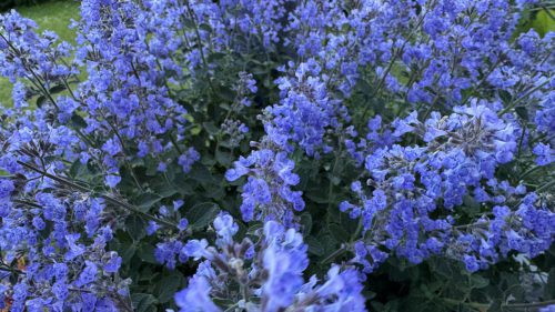 Catnip-47