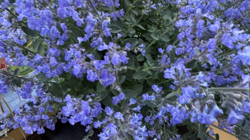 Catnip-48