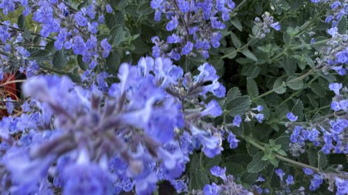 Catnip-49