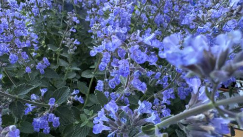 Catnip-5