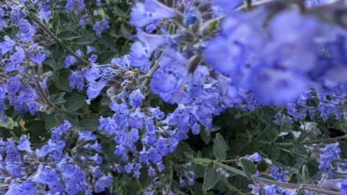 Catnip-50