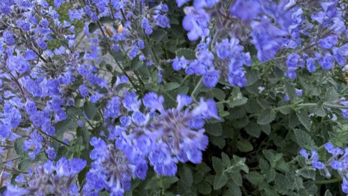 Catnip-51