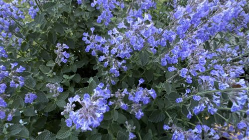 Catnip-53