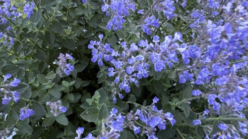 Catnip-55