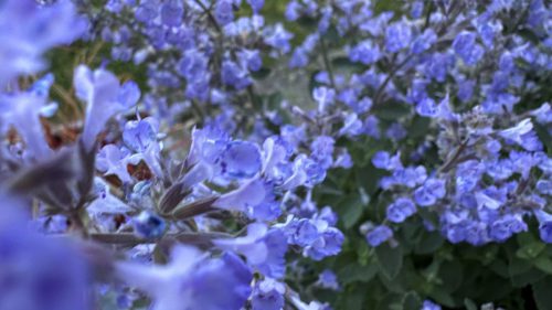 Catnip-56