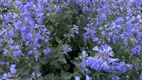 Catnip-57