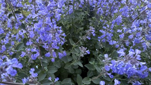 Catnip-58