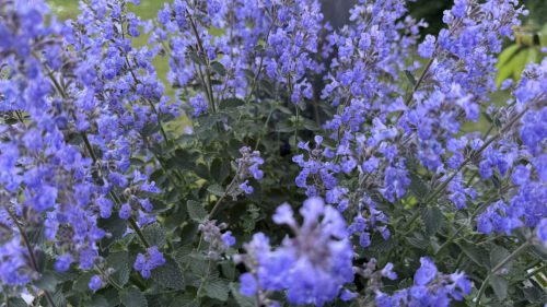 Catnip-59