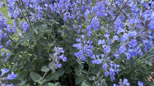 Catnip-6