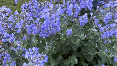 Catnip-60