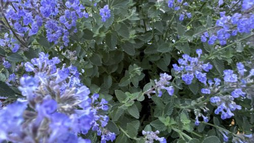 Catnip-61